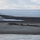 Лежбище моржей. 2 часа ночи. Моржи отдыхают